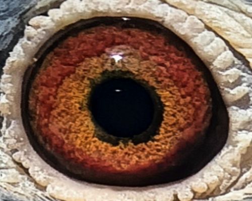 ����С����