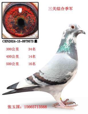 ��ѫ����238֮Ů