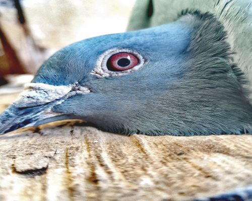 ������ɰ