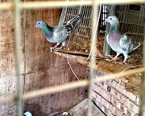 ���ֶ���