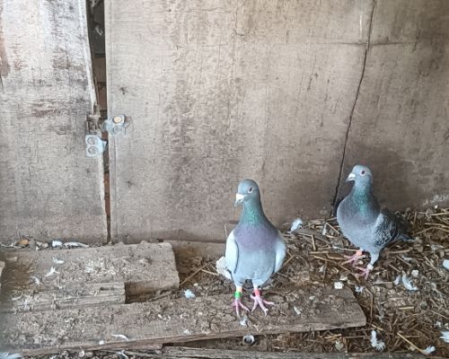 ����һ��