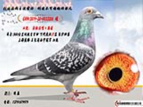 Ϋ����������