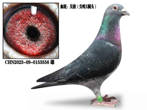 Ϋ����������