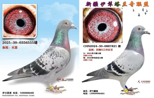 �ƽ�������