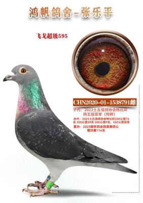 �ɸ� ����595Ѫϵ