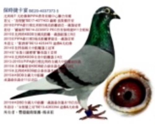 ��������BE20-4037373