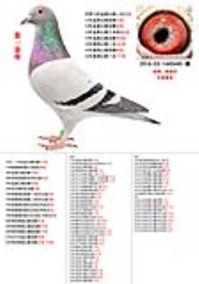 ��ĸ �����������