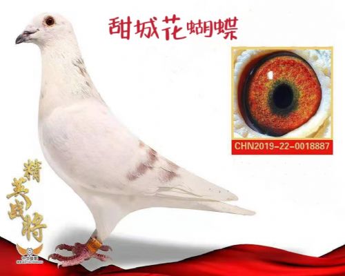 ��ǻ�����