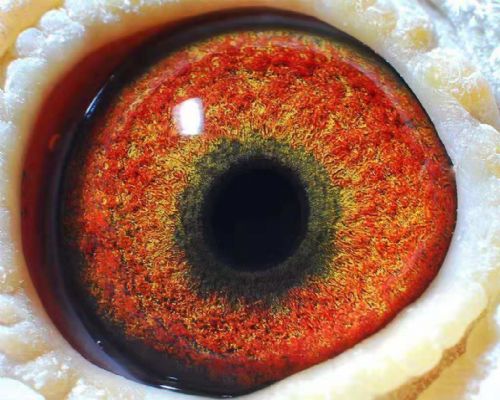 �������۾�