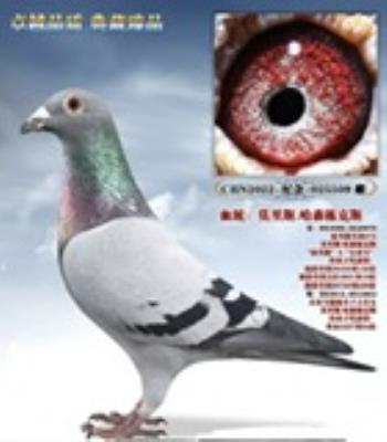 Ī��˹ ��ɭ����509