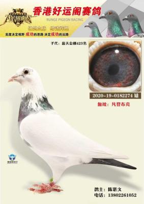 ��ۺ��˸���������