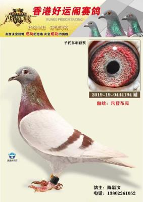 ��ۺ��˸���������