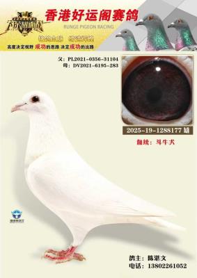 ��ۺ��˸���������