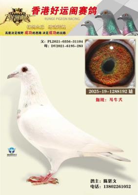 ��ۺ��˸���������