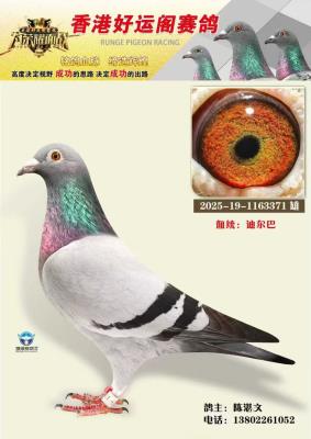 ��ۺ��˸���������