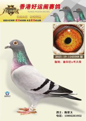 ��ۺ��˸���������