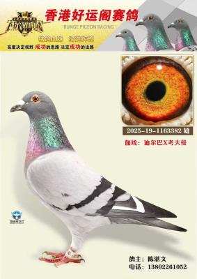 ��ۺ��˸���������