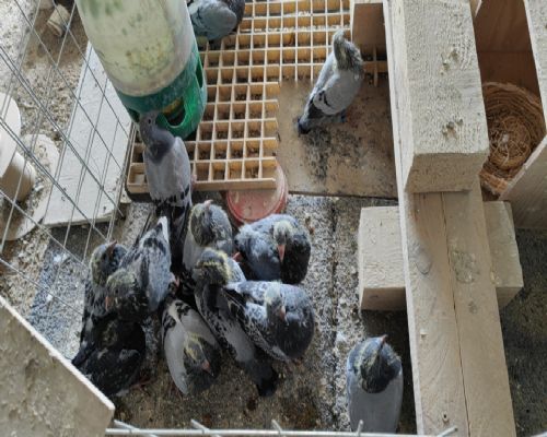 ��ͷ֥�����