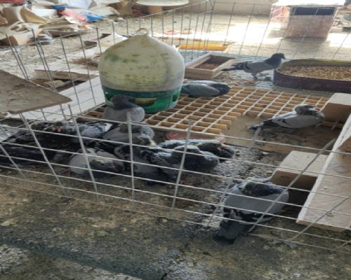 ��ͷ֥�����