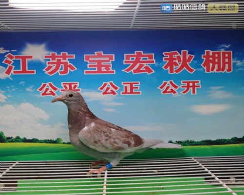 ���˹��ʡ�������