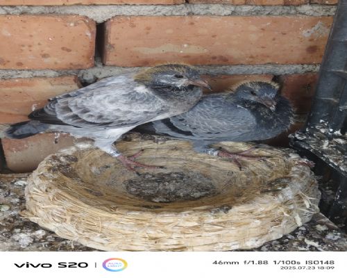 ���Ľ������ - ����