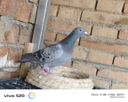 ���Ľ������ - ����