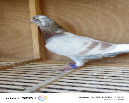 ���Ľ������ - ����