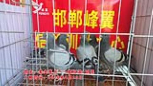 ������Ƭ