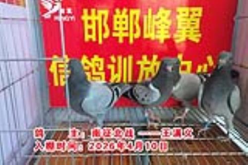 ������Ƭ