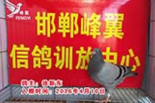 ������Ƭ