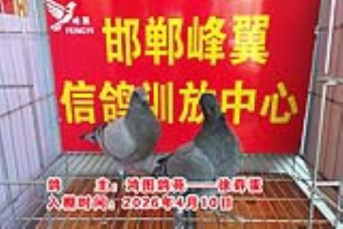 ������Ƭ