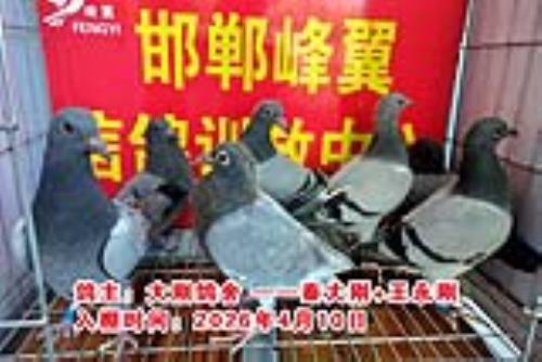 ������Ƭ