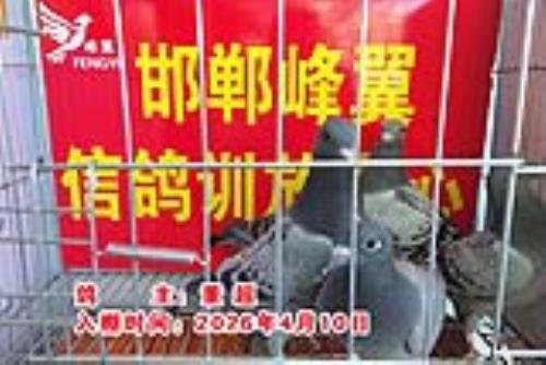 ������Ƭ