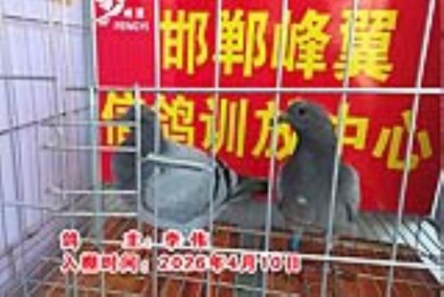 ������Ƭ