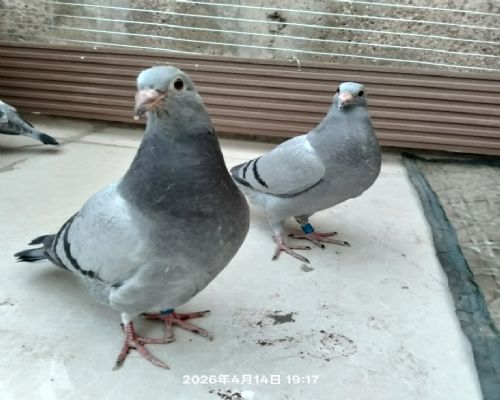 δ����