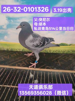 13569356028