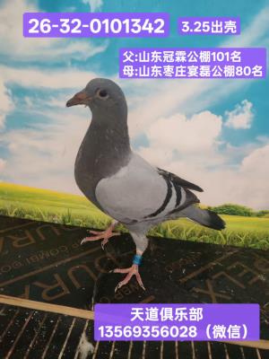 13569356028
