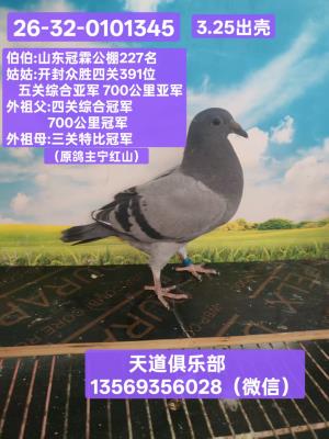 13569356028