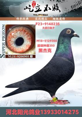 NL24-8266903