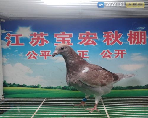 �����ͼ��ض�