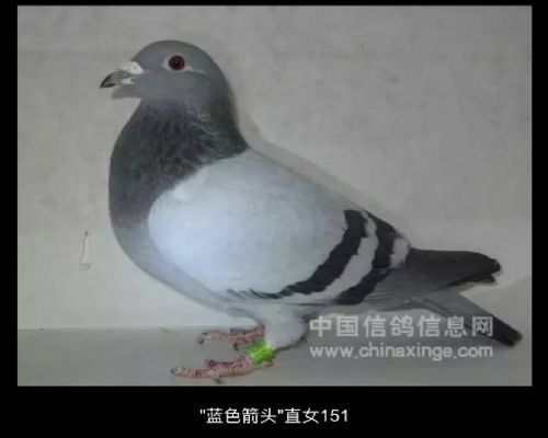 ����ɫ��ͷ��ֱŮ