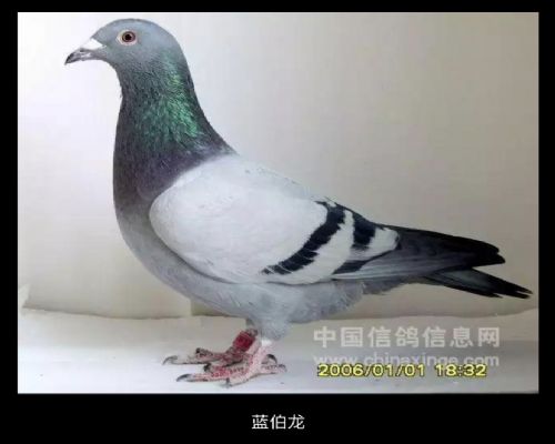 ����ɫ��ͷ��ֱ��