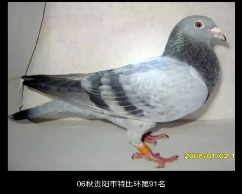 ����ɫ��ͷ��ֱŮ