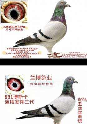 �ָ����ë��߮����˿˿�ܹھ�