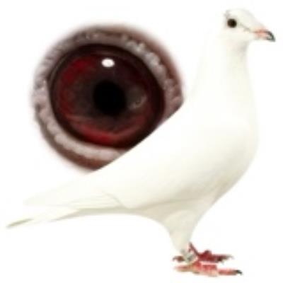 �����Ųʸ�ҵ
