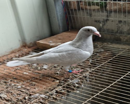 ɽ����ʤ����