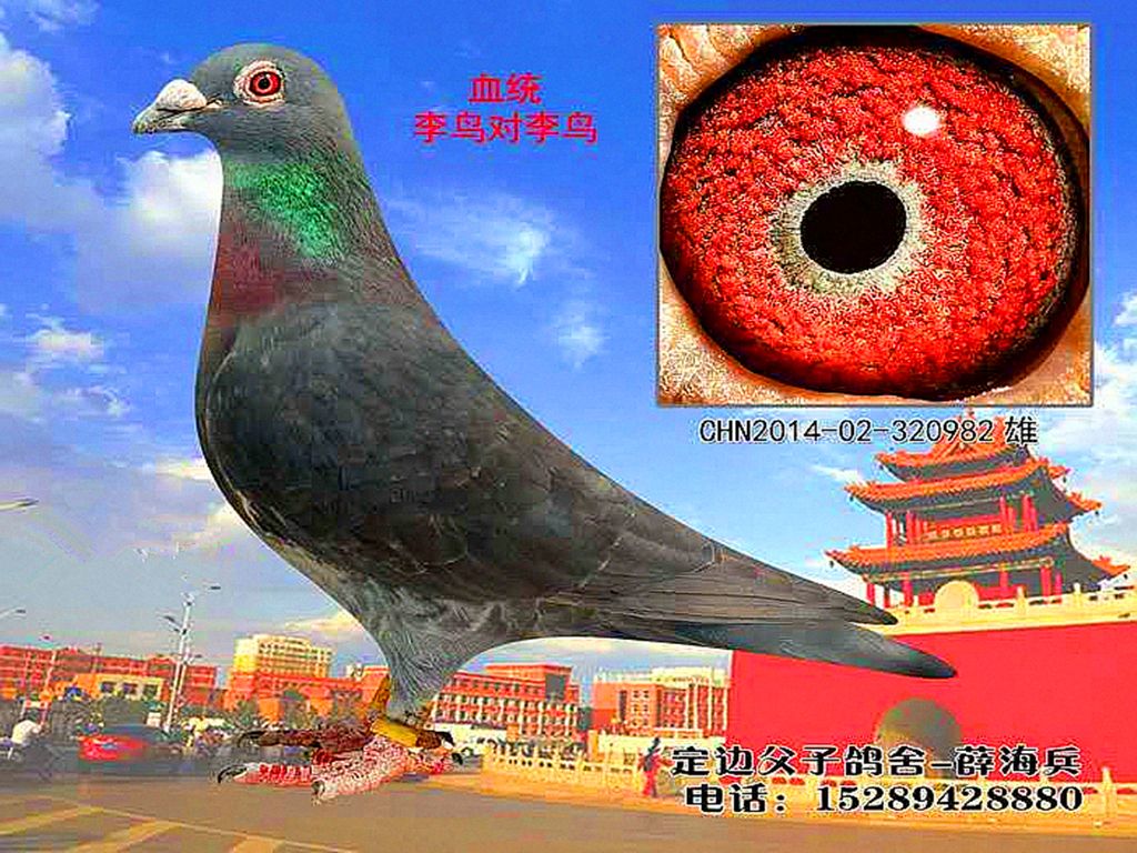 红毛李鸟图片