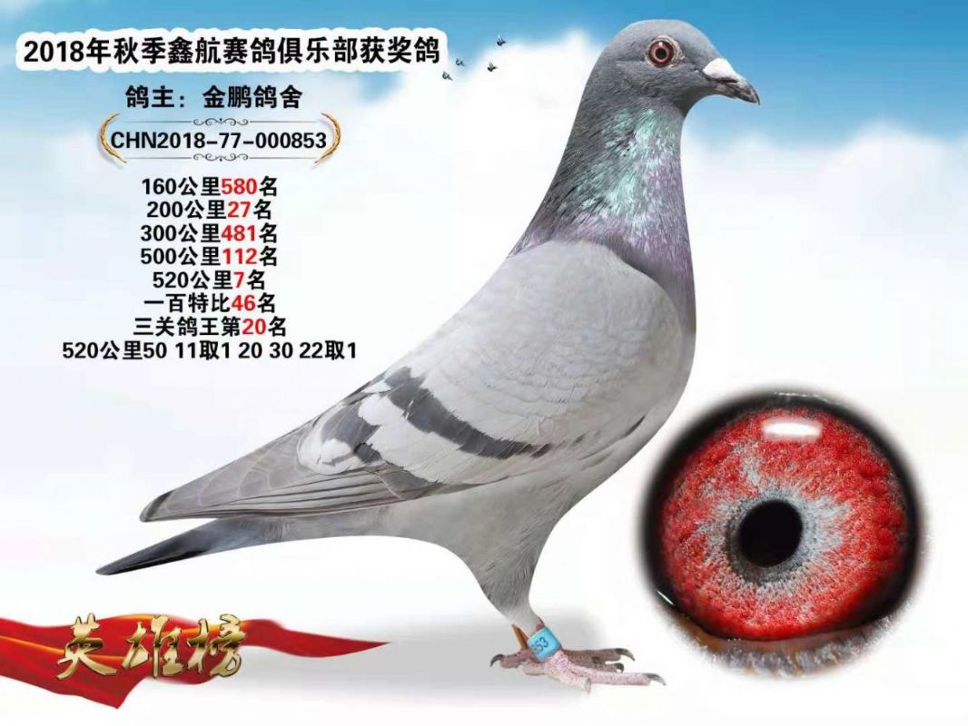 北京金鹏鸽业艾军展厅图片
