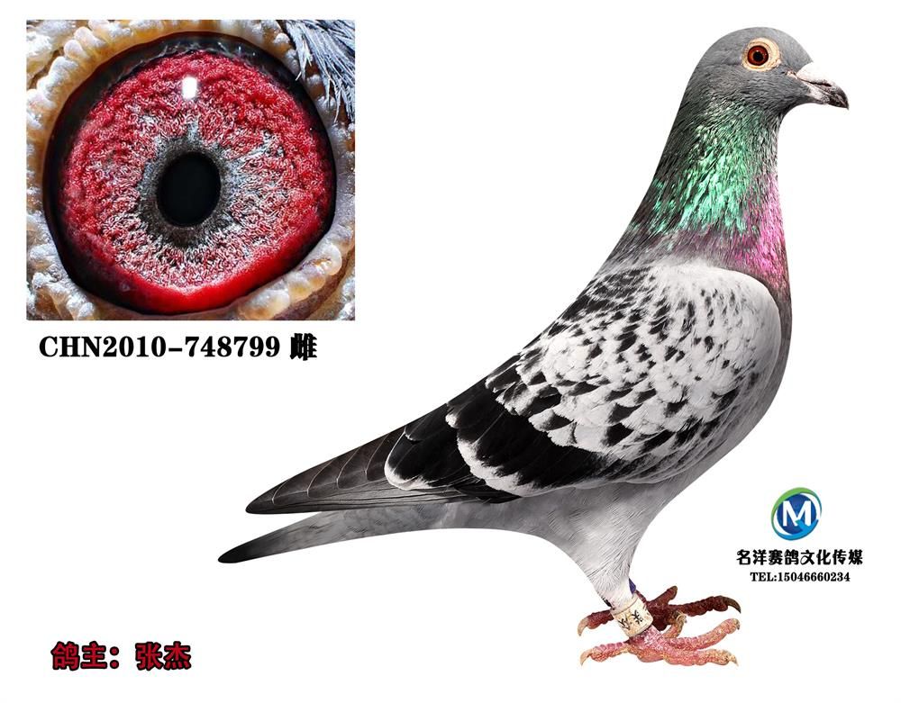 东北天翔鸽业天翔文化