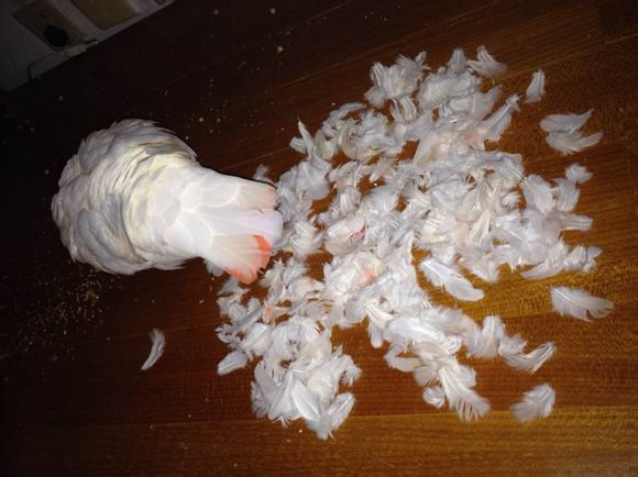 说起换羽大家都烦鸽满地飞一个不小心还要被邻居投